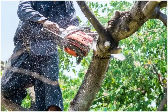 tree services Gatlinburg